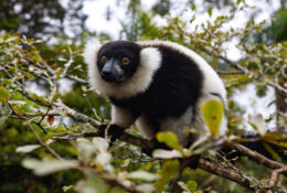 Madagascar (61/72)